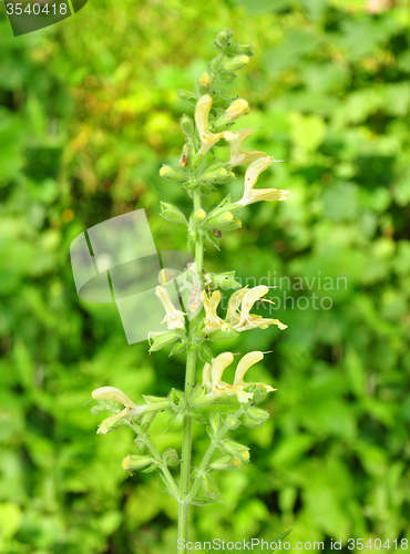 Image of Sticky sage (Salvia glutinosa)