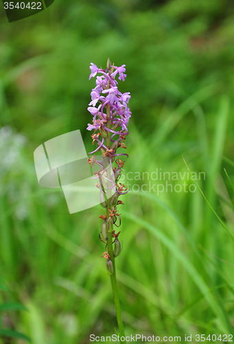 Image of Fragrant orchid (Gymnadenia conopsea)