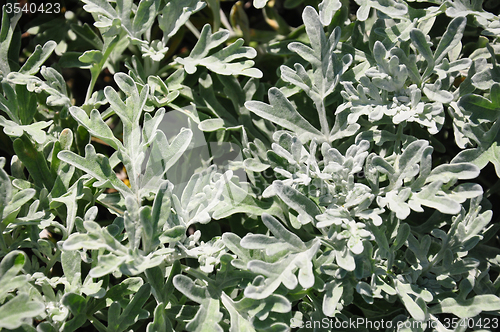 Image of Silver wormwood (Artemisia stelleriana)