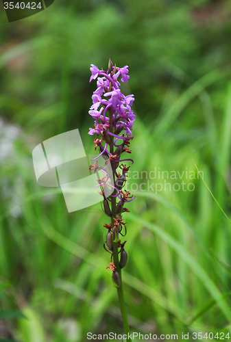 Image of Fragrant orchid (Gymnadenia conopsea)