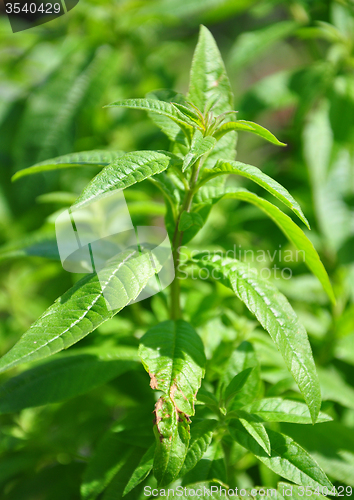 Image of Sweetleaf (Stevia rebaudiana)