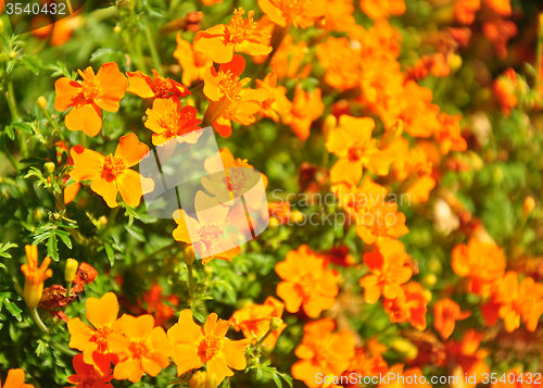 Image of Marigold (Tagetes tenuifolia)