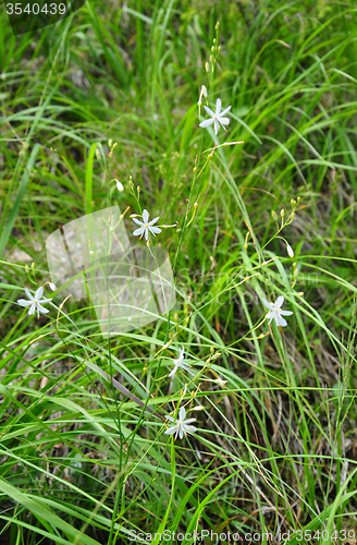 Image of Spider plant (Anthericum ramosum)