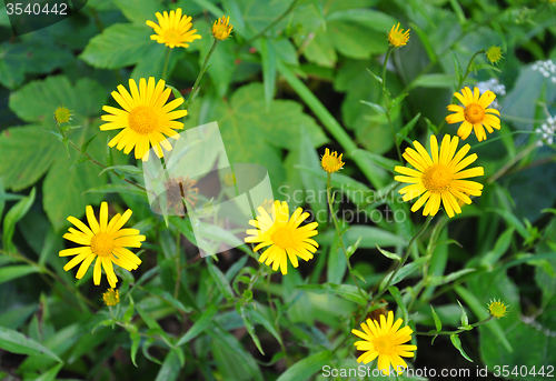 Image of Ox-eye (Buphthalmum salicifolium)