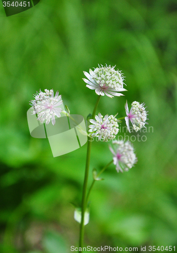 Image of Great masterwort (Astrantia major)