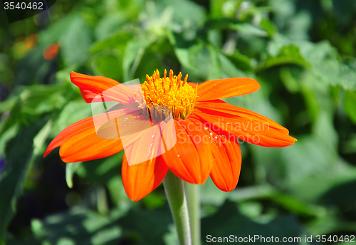 Image of Mexican sunflower (Tithonia rotundifolia)