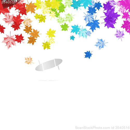 Image of Rainbow Maple Leaves