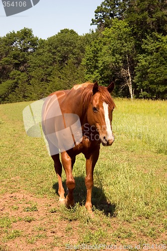 Image of Pasture Walk