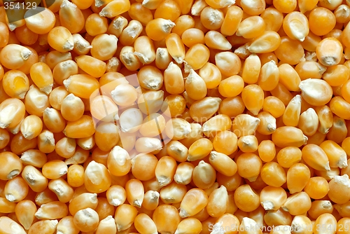 Image of Corn