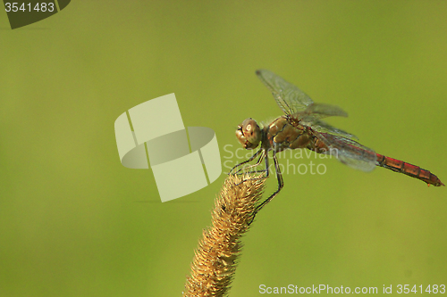Image of macro of dragonfly