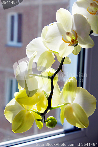 Image of white orchid at the window