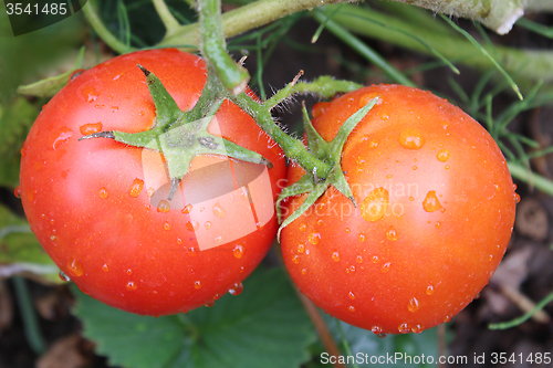 Image of red tomatoes in the bush