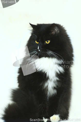 Image of black cat in amazement isolated on the white