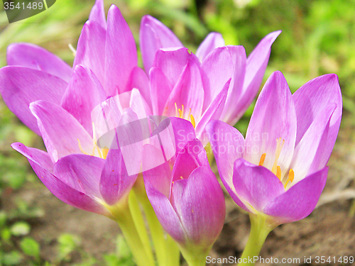 Image of pink flowers of Colchicum autumnale