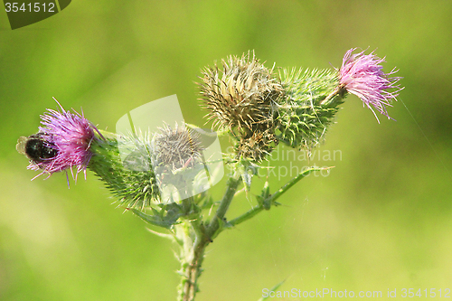 Image of flowers of Carduus with bumblebee