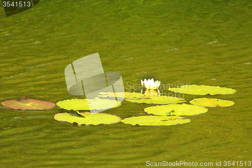 Image of white flower of Nymphaea alba