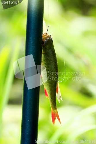 Image of rudd hanging besides the fishing-rod
