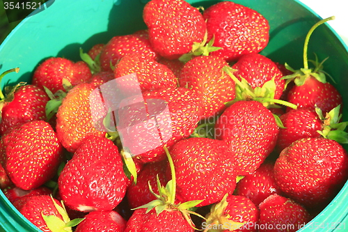 Image of a pailful of ripe strawberry