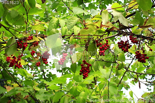 Image of branches of red ripe schisandra 