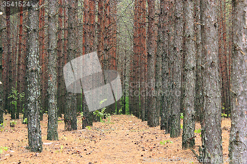 Image of forest with pines