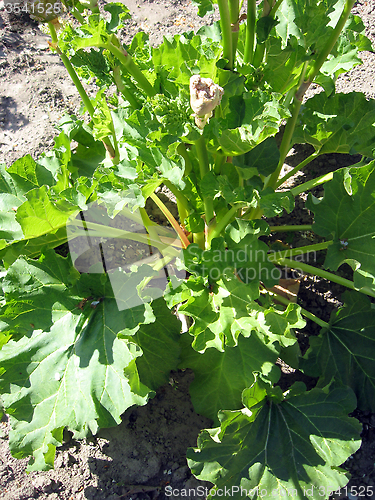 Image of big bush of rhubarb