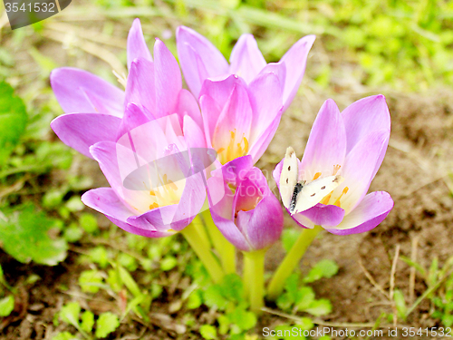 Image of Pieris brassicae on the pink Colchicum autumnale