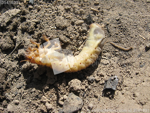 Image of larva of may-bug