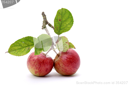 Image of Two apples