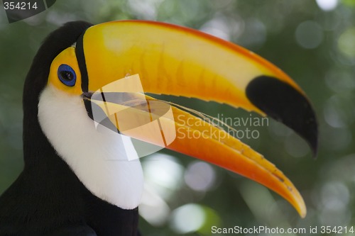 Image of Colorful toucan - Ramphastos toco