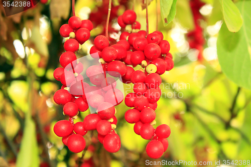 Image of branch of red ripe schisandra 