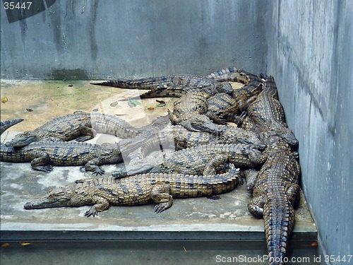 Image of crocodile farm