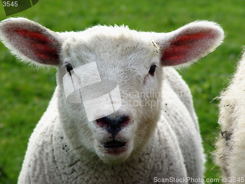 Image of lamb - oh!