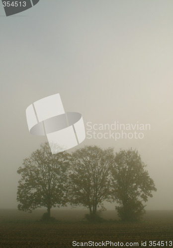 Image of Trees With Fog