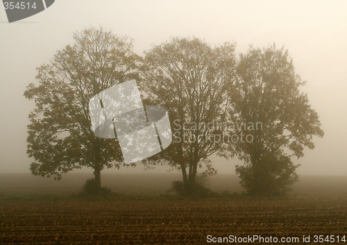 Image of Trees With Fog