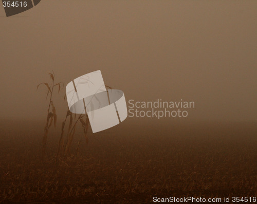 Image of Corn With Fog