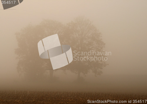 Image of Trees With Fog