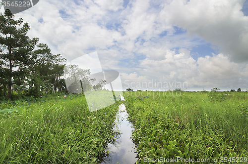 Image of Narrow canal through a swamp