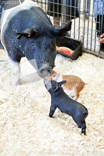 Image of Black Pigs