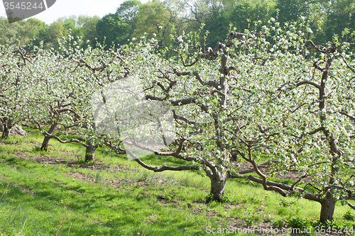 Image of Spring Apple Orchard