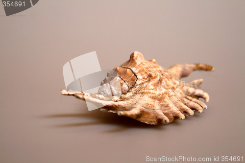 Image of Shell