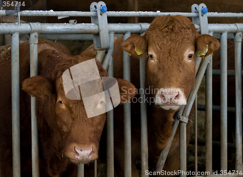 Image of Cows