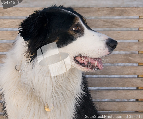 Image of Border Collie