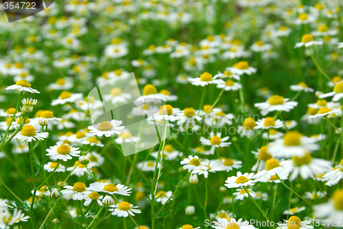 Image of Chamomile