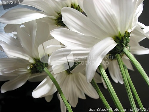 Image of White daisies