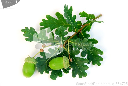 Image of Acorns oak branch
