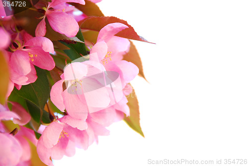 Image of Blooming branch