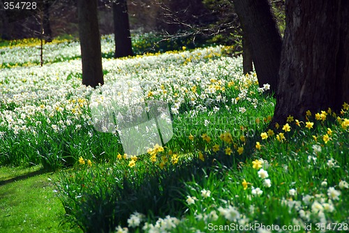 Image of Blooming field