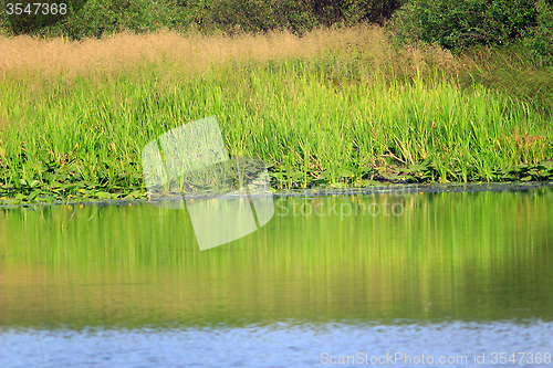 Image of thicket on the pond