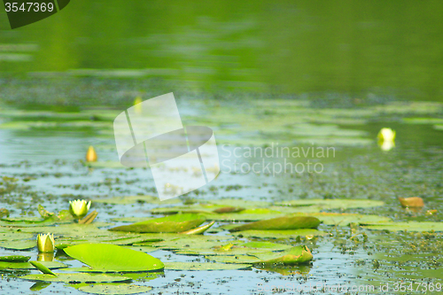 Image of white flower of Nymphaea alba