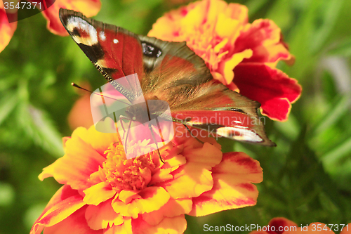 Image of peacock eye on the marigolds